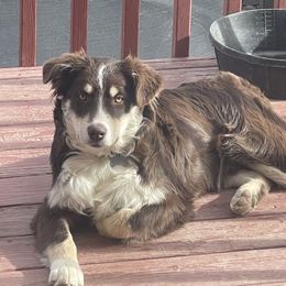 Phoenix - Miniature Australian Shepherd