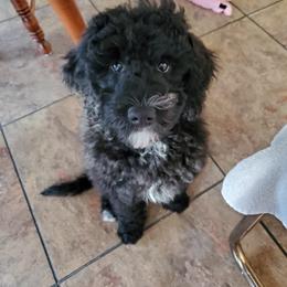 Bernedoodle and Goldendoodle Puppies from Paws 4 Doodles, LLC