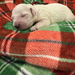 Burgundy - Light golden female Golden Retriever puppy in Salt Lake City, Utah from Soaring golden retrievers