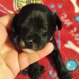 Girl 3 - Black female Cavapoo puppy in East Providence, Rhode Island from Marta's Cavaliers