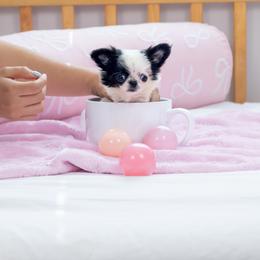 Baby Sophie  12,500 - Black and white female Chihuahua puppy in Jacksonville, Florida from Petits Chihuahuas