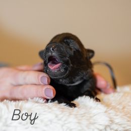 Grey - Black brindle male Dutch Shepherd puppy in Auburn, Georgia from Faberge Hollandse Herdershond