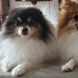Pomeranian puppies from ADKPOM Adirondack Pomeranians