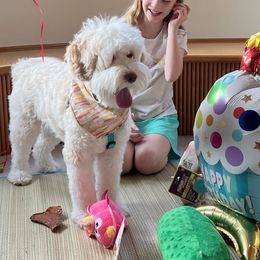 Australian Labradoodle All Grown Up from Bonzer Australian Labradoodles