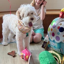 Australian Labradoodle All Grown Up from Bonzer Australian Labradoodles