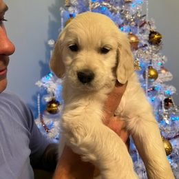 Golden Retriever Puppies from Panhandle PawsNClaws