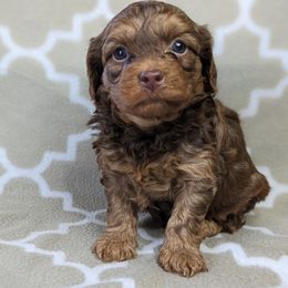 Yorkipoo and Yorkshire Terrier Puppies from Pup Moi Furrever Pets