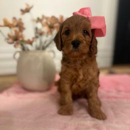 Tia - Red  female Goldendoodle puppy in Shingle Springs, California from Creamy Retrievers