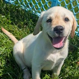 Daisy - Yellow female Labrador Retriever puppy in Garnett, Kansas from Timberland Creek Labradors