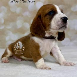 Doc Hudson - Mahogany and white male Basset Hound puppy in Dingess, West Virginia from Tuckers' Howling Hounds
