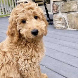 Goldendoodle Puppies from Hobble Creek Farms