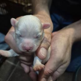 Benson - White male Maltipoo puppy in Everett, Washington from Meadows Ranch