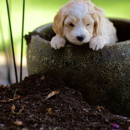 Australian Labradoodle Puppies from Bedrock Labradoodles