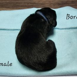 Boy 2 - Black Newfoundland puppy in Brownstown, Michigan from Persephone's Fabled Tails
