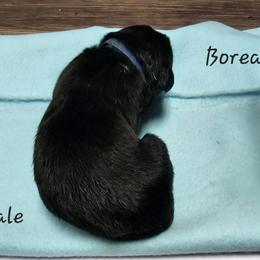 Boy 2 - Black Newfoundland puppy in Brownstown, Michigan from Persephone's Fabled Tails