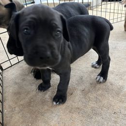 Gemma - Black female Cane Corso puppy in Dunnellon, Florida from High Royal Kennel