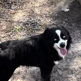 Jax - Miniature Australian Shepherd