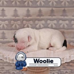 Woolie - Black and white male Sheepadoodle puppy in Cleveland, Tennessee from Narrow Path Old English & Sheepadoodles