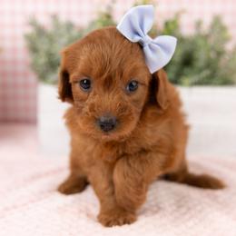 Cavapoo, Cockapoo, Maltipoo, and Poodle Puppies from My Doodle Puppy