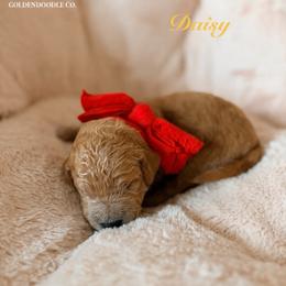 Daisy - Apricot female Goldendoodle puppy in Noblesville, Indiana from Heart & Paw Goldendoodle Co.