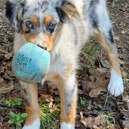 Aurora - Blue merle female Miniature Australian Shepherd puppy in Patterson, North Carolina from DreamLine Aussies