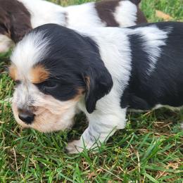 Chanille - Black white and tan female English Springer Spaniel puppy in Derby, Vermont from Ledge N' Tree English Springer Spaniels