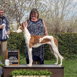 Dior - Ibizan Hound