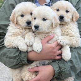 Goldendoodle and Golden Retriever Puppies from PuppyBlossom