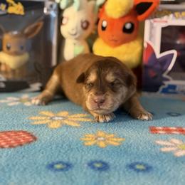 Arcanine - Red and white male Pomsky puppy in Campton Hills, Illinois from Urban Miracle’s