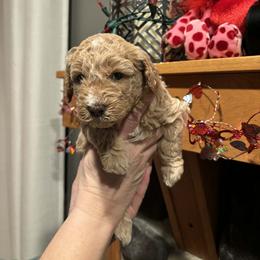 Maximus - Apricot male Goldendoodle puppy in Milwaukwe, Wisconsin from Wisconsin Doodles