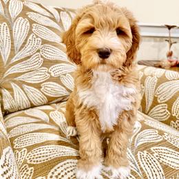 Spruce - Red  male Goldendoodle puppy in Jones, Michigan from KaZoo Doodles