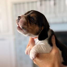 Tex (orange) - Black tan and white male Beagle puppy in Norco, California from Prairie Tail Beagles