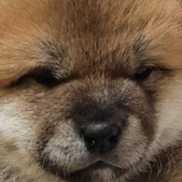 Shiba Inu from Tanitaki Shibas