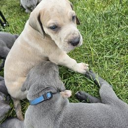 Great Dane Puppies from Harrison Danes