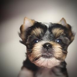 Allure Sachs Keen Spirit - Black tan and white male Biewer Terrier puppy in Woodside, New York from Allure Biewer Terriers