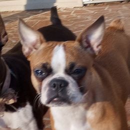Pixie - Boston Terrier