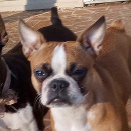 Pixie - Boston Terrier