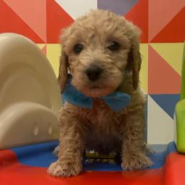 Ms. Lite Blue - Cream female Goldendoodle puppy in Blue Springs, Missouri from Farmstead 51