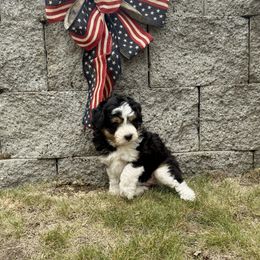 Girl 1 - female Aussiedoodle puppy in Colbert, Washington from Bright Aussiedoodles