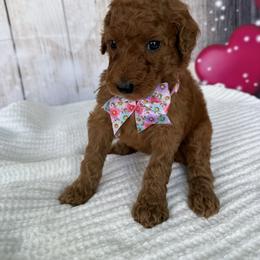 Rosie - Red  female Poodle puppy in Cape Coral, Florida from Ruby the poodle