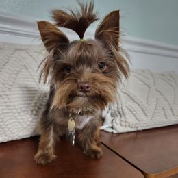 Toby - Yorkshire Terrier