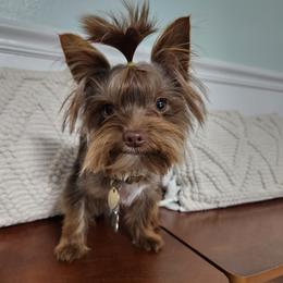 Toby - Yorkshire Terrier