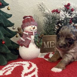 Rocky - Blue merle male Miniature Australian Shepherd puppy in Colorado Springs, Colorado from Fuzy Butts Mini & Toy Aussies