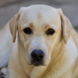 Labrador Retriever Puppies from Nancy Renzullo's Service Labradors