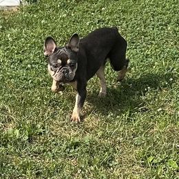 Elsa - French Bulldog