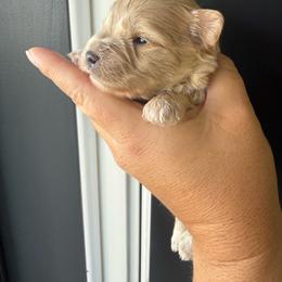 Solid red male (Butch) - Wheaten male Miniature Schnauzer puppy in Bluffdale, Utah from Mountain Point Schnauzers