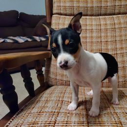 Rat Terrier Puppies from Country Rat Terriers