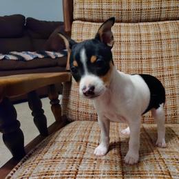 Rat Terrier Puppies from Country Rat Terriers