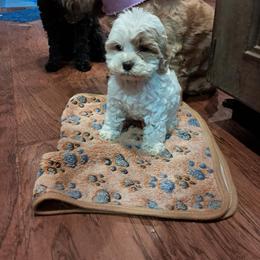 Aussiedoodle and Cockapoo Puppies from Ouachita River Cockapoos