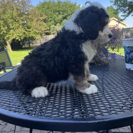 Bernedoodle Puppies from Busacker Babies